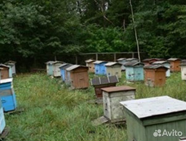 Мёд 2024 года Алтайский опт