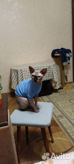 Канадский сфинкс вязка