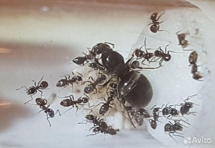 Муравьи Lasius cf. niger (Черный садовый муравей)
