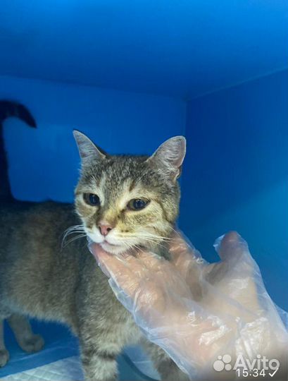 Кошка в добрые руки