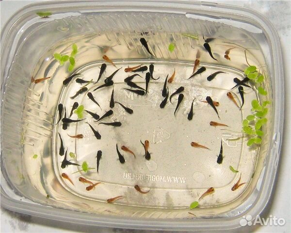 Аквариумные рыбки гуппи