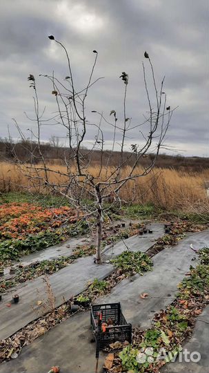 Обрезка плодовых деревьев