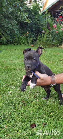 Питбультерьер