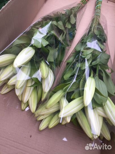 Лилия цветы букеты