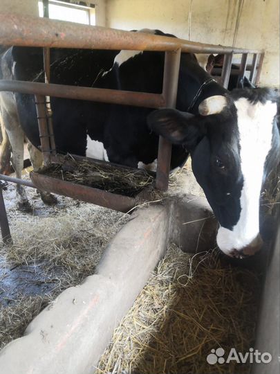 Корова дойная с теленком