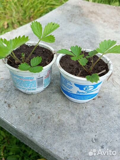 Земляника ремонтантная