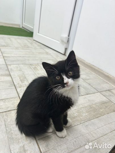 Котёнок в добрые руки бесплатно