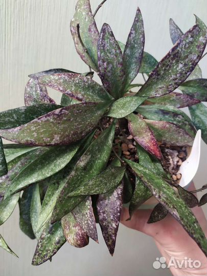 Хойи Лазианта, Акута, Waymaniae Malaisia