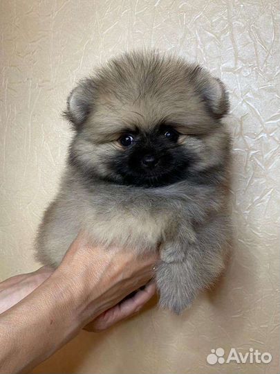 Щенки шпица