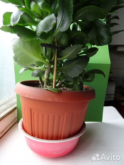 Комнатные растения цветущие