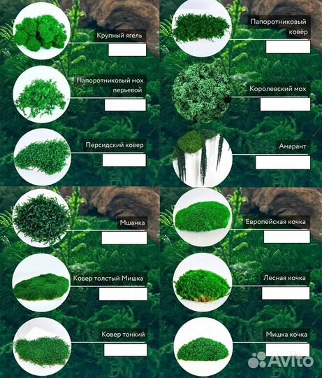 Стабилизированный мох ягель папоротник кочка