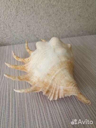 Большая морская раковина ракушка 29 см