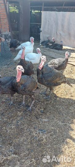 Индюки живым весом