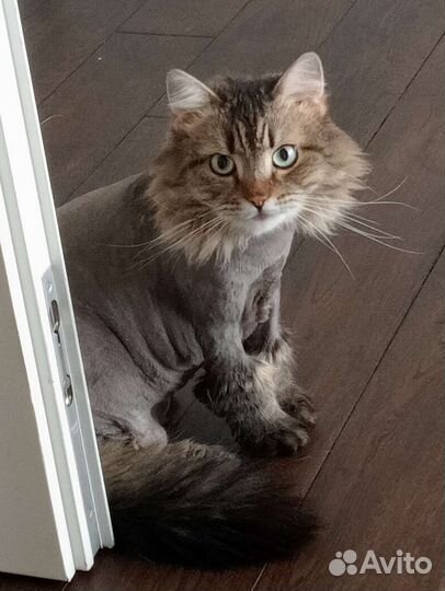 Стрижка кошек