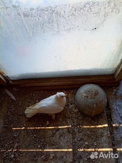 Бойные голуби