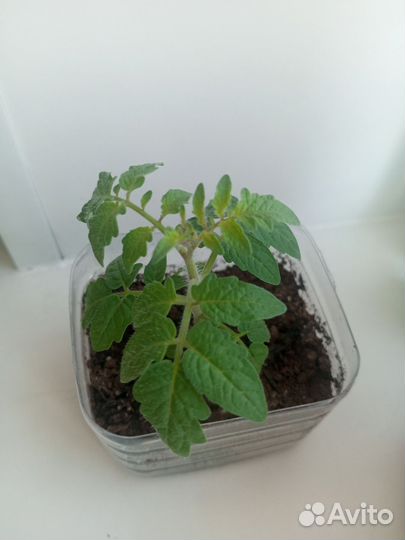 Рассада помидор