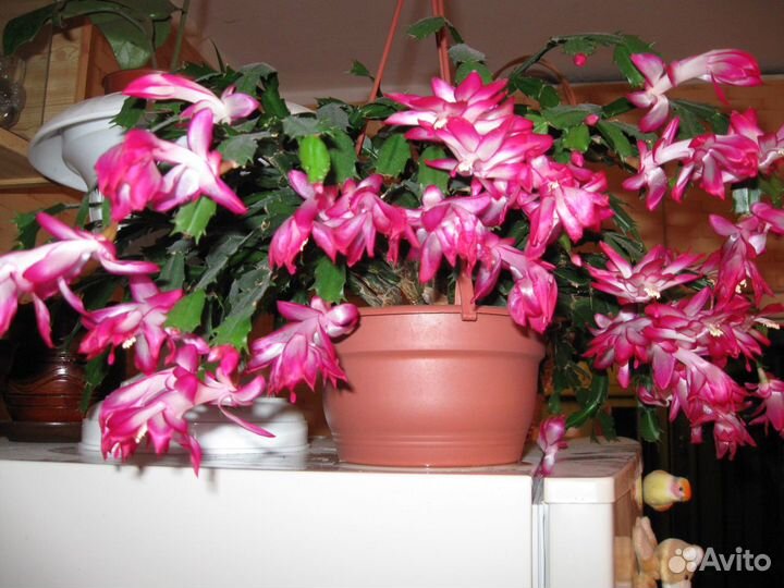 Декабрист(шлюмбергера)