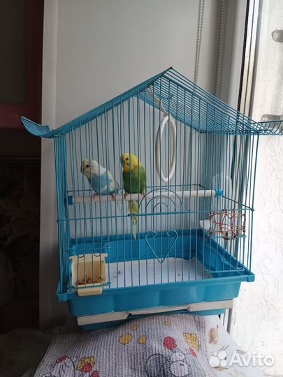 Пара волнистых попугаев