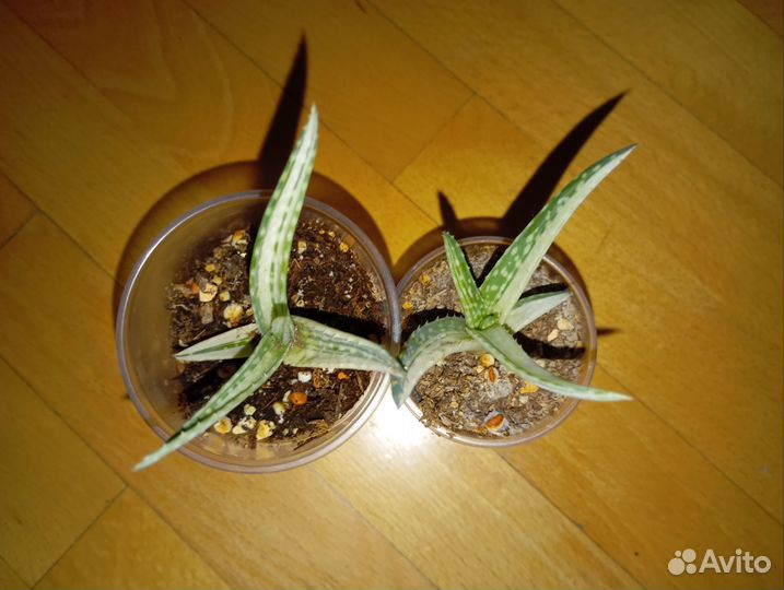 Алое вариегатный