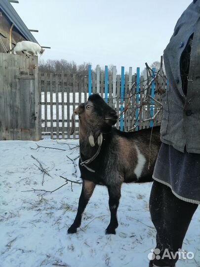 Козел вязка