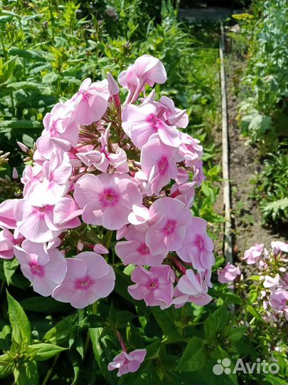 Флоксы сортовые