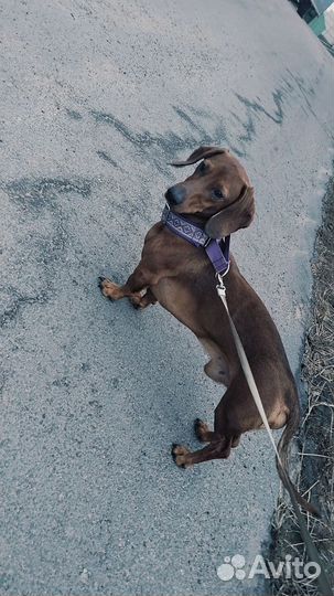 Такса кабель вязка