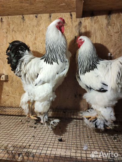 Куры петухи брама кохенхин палевый