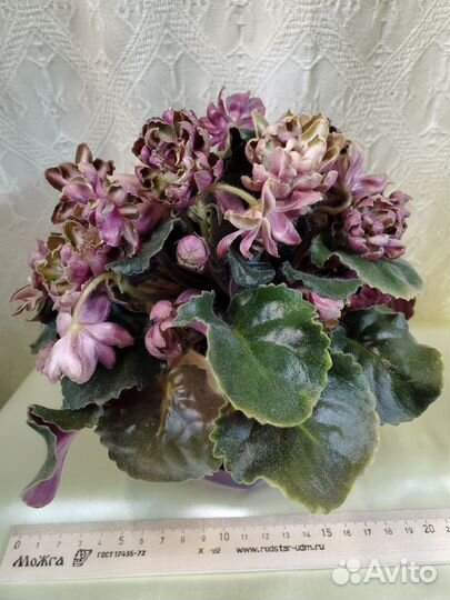 Гибискус Byron Metts