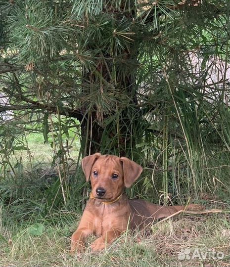 Щенки немецкого/ стандартного пинчера