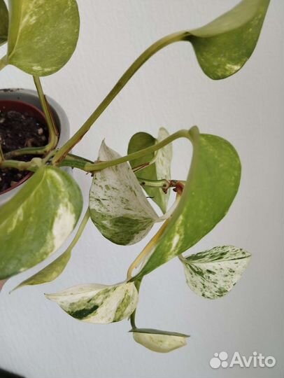 Сциндапсус эпипремнум