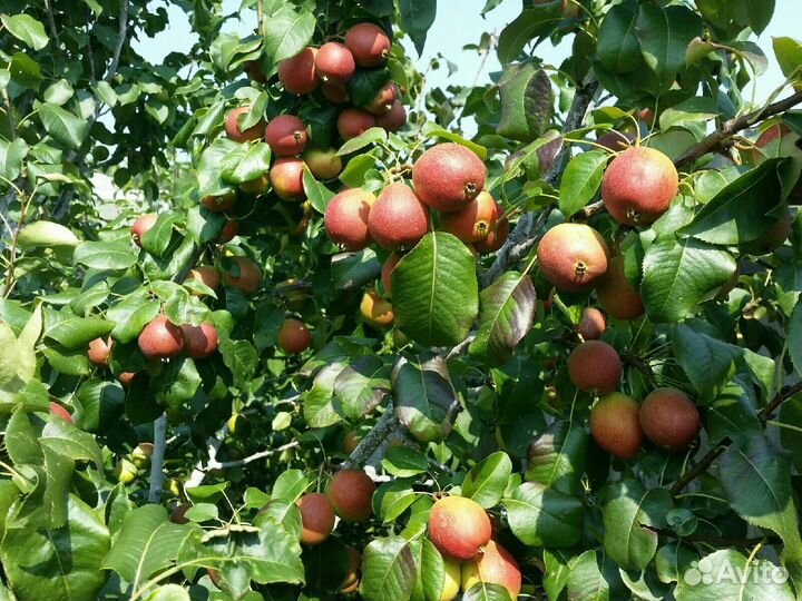 Саженцы груши