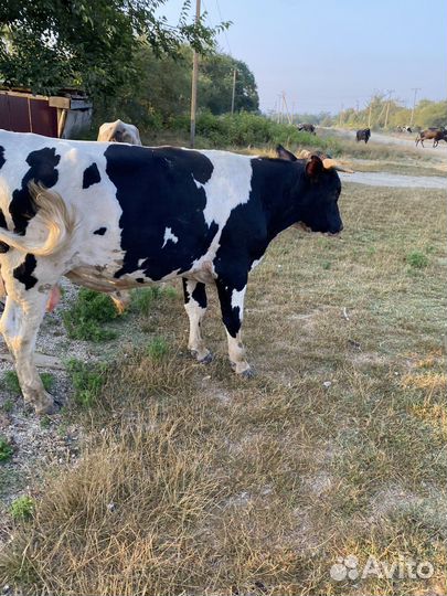 Быки на мясо живым весом