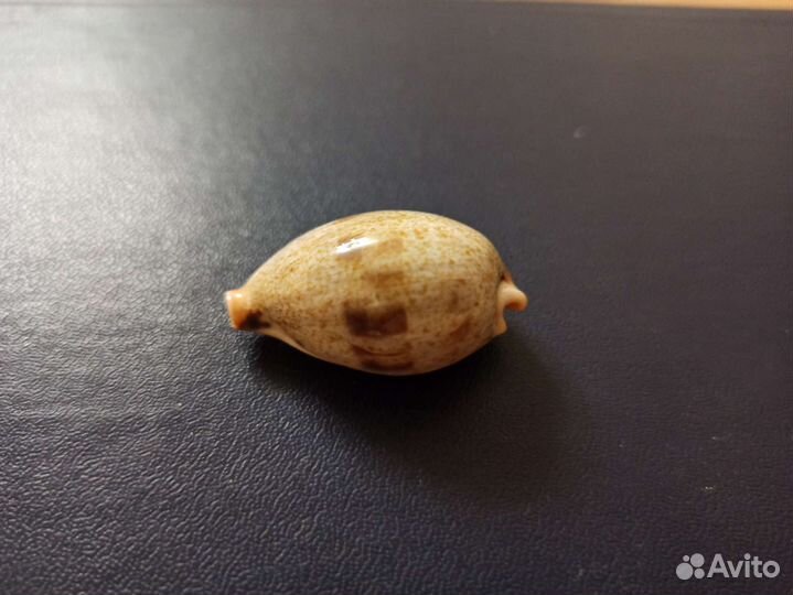 Морская раковина