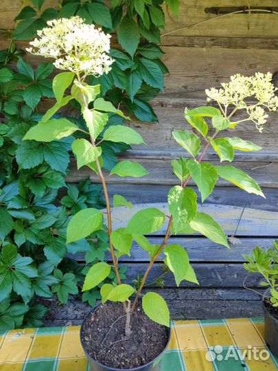 Гортензия метельчатая