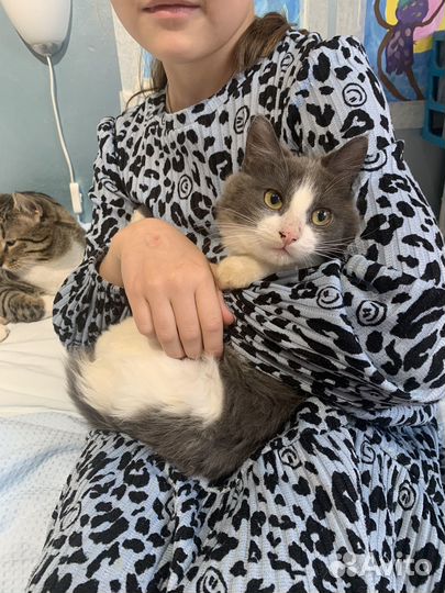 Котята,подкинутые в церковь