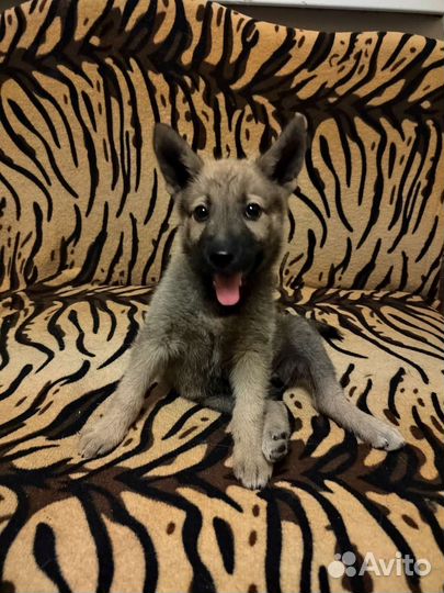 Крутая Кнопочка