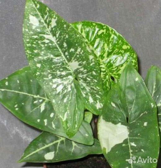 Наборчик из 6 сортов