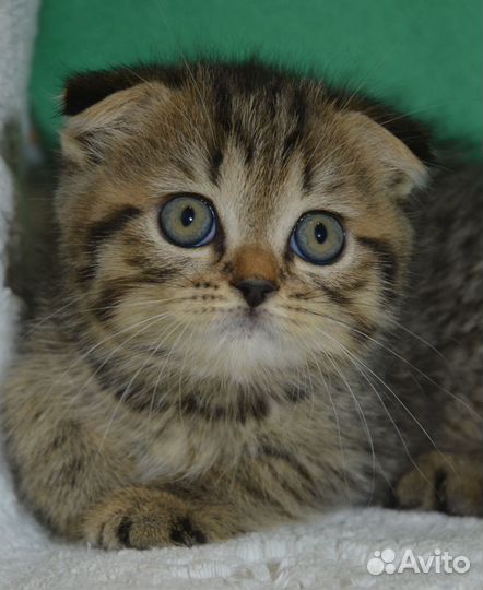 Вислоухие котята