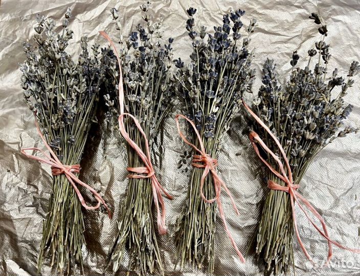 Лаванда срез