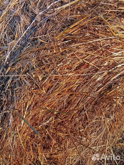 Солома вико-овсяная не обмолоченая (зелёнка)