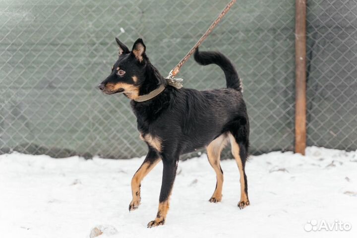 Умница Кира