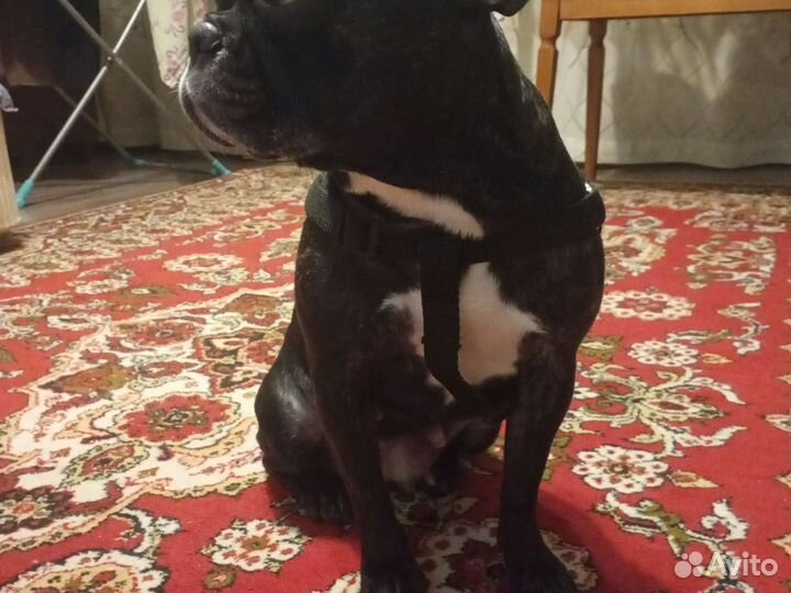 Шлейка для средней собаки