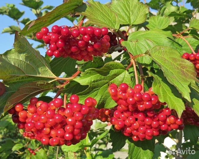 Эуфорбия (молочай ребристый)