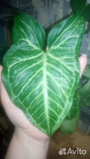 Сингониум Баттерфляй