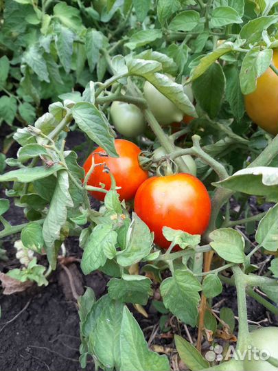 Домашние помидоры