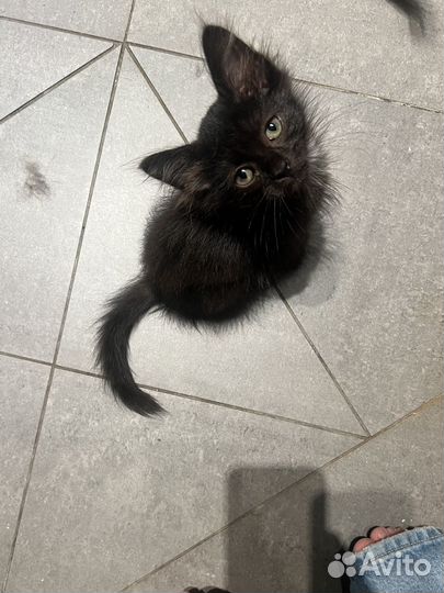 Котенок пушистый 2 месяца