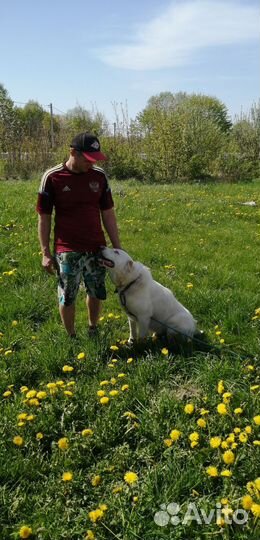 Среднеазиатская овчарка алабай в добрые руки