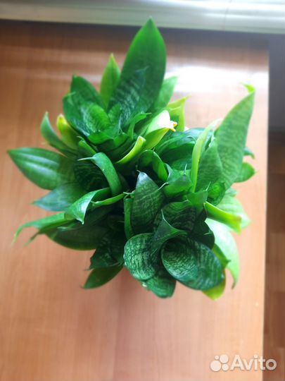 Сансевиерия