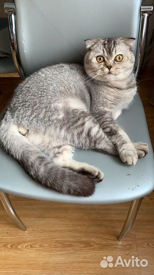 Шотландский кот вязка