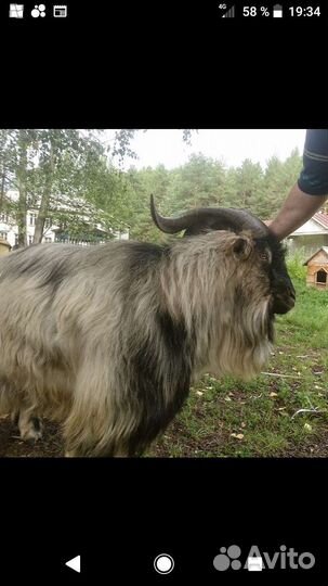 Козёл Альпийский